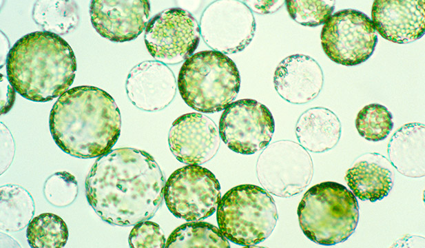 초록색 세포 이미지